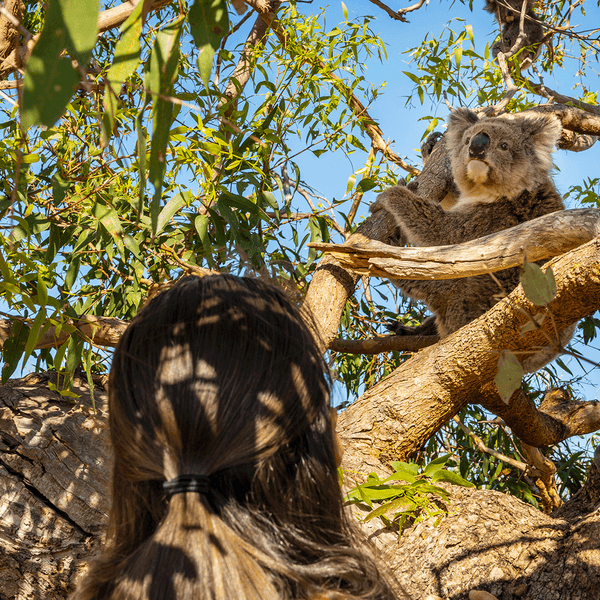 South Australia Gourmet Tour with Oyster Shucking & Wine Tasting by Luxury Escapes Tours 8