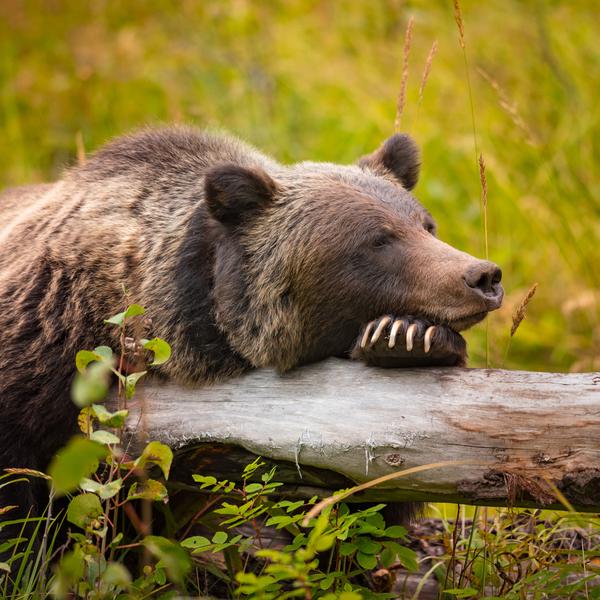 Deluxe 19-Day Canada & Alaska Rail & Sail 2026 with Rocky Mountaineer & Inside Passage Celebrity Cruise by  8