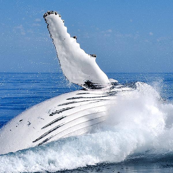Experience a Magical Encounter on an Two-Hour Whale Watching Experience in Geographe Bay 4