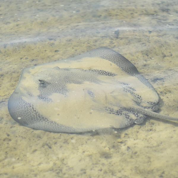 Self-Guided Two-Hour Scenic Estuary & Wildlife Kayaking Tour 4