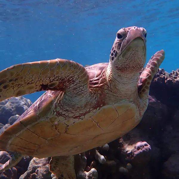 mist at Cape Tribulation, Daintree Rainforest, Queensland 8