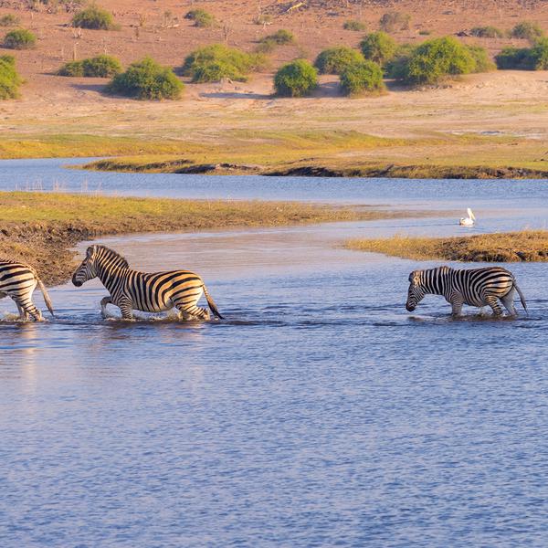 Southern Africa Safari with Five-Star Kruger Lodge Stay & Victoria Falls Sunset Cruise by Luxury Escapes Tours 8