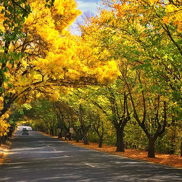 Hahndorf & Hills Food & Wine Small Group Tour with Tastings, Two-Course Lunch & Drink 2