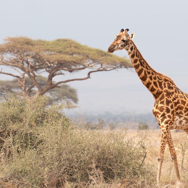 Kenya & Tanzania Great Migration Safari with Maasai Mara, Serengeti & Ngorongoro Game Drives by Luxury Escapes Tours 5