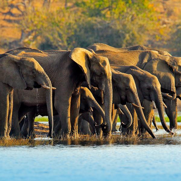 Southern Africa: Small-Group Safari Tour with Five-Star Lodge Stays, Game Drives, Victoria Falls Cruise & Internal Flights by Luxury Escapes Tours 4