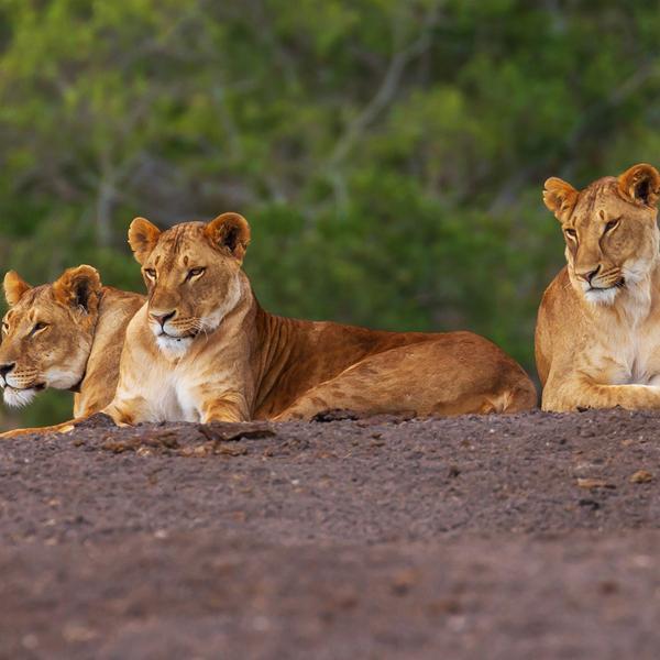 Classic Kenya Safari with Luxury Fairmont Stays & Big Five Game Drives by Luxury Escapes Tours 5
