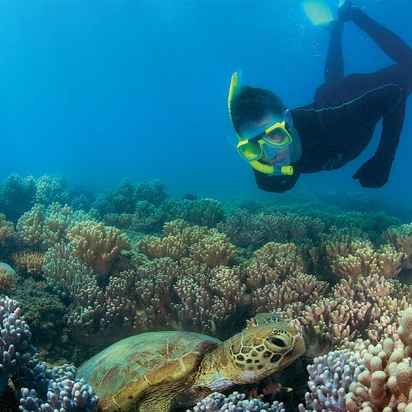 Port Douglas: Great Barrier Reef Low Isle Cruise with Snorkelling Equipment, Tropical Lunch & Glass of Sparkling 6