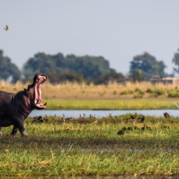 Ultra Lux 7-Day Botswana Private Fly-In Safari with Savute Elephant Lodge, A Belmond Safari by  6