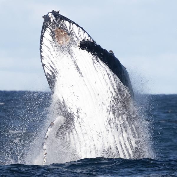 Witness Migrating Whales on a Four-Hour Whale Watching Coastal Cruise at Phillip Island 1