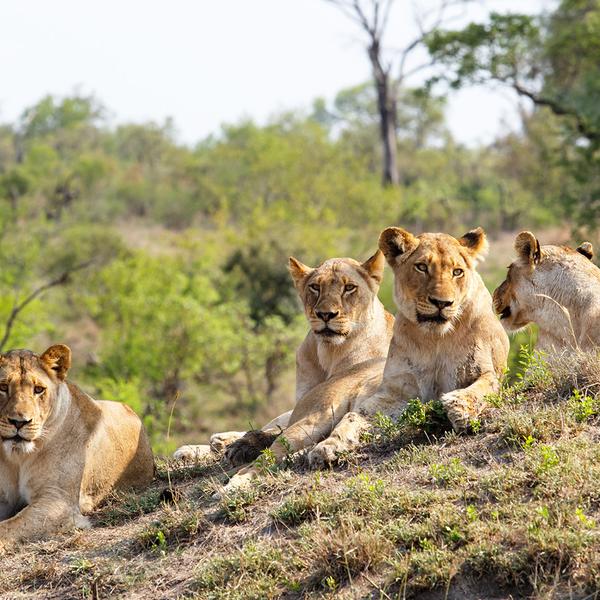 Deluxe 9-Day Best of South Africa, Zimbabwe and Botswana with All-Inclusive Kruger Safari by  1