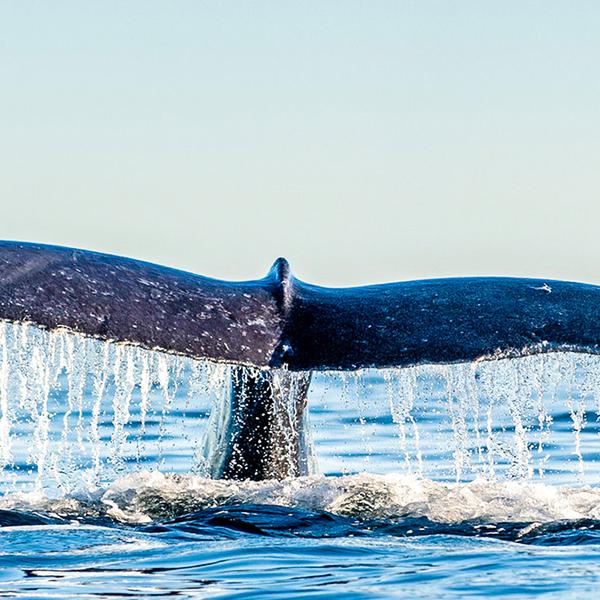 Experience a Magical Encounter on an Two-Hour Whale Watching Experience in Geographe Bay 5