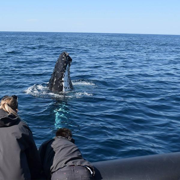 Two-Hour Whale Watching Cruise from Circular Quay 5
