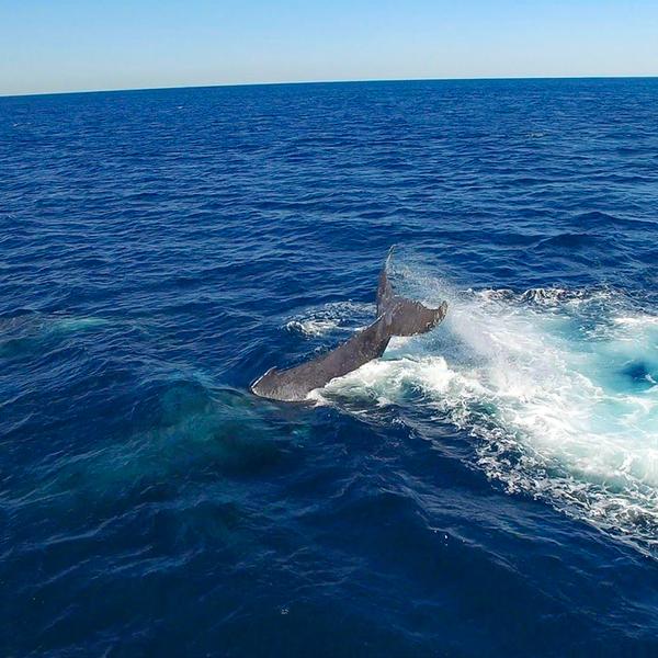 Embark on a Whale Watching Adventure with 100% Whale Sighting Guarantee 7