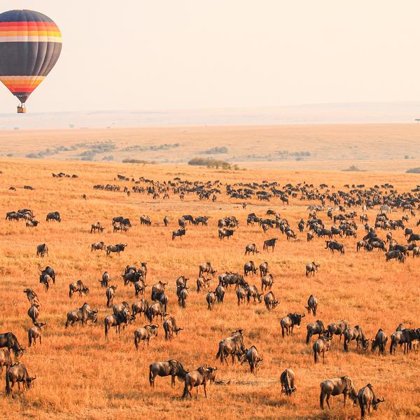 Limited Time Offer: 13-Day Kenya & Tanzania Great Migration Safari with Serengeti National Park + BONUS A$500 Flight Credit by  8