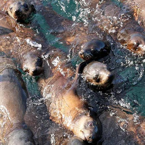 Phillip Island: Two-Hour Coastal Wildlife Cruise to Australia’s Largest Seal Colony  6