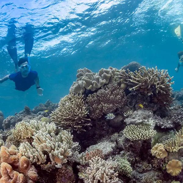 Cairns: Moore Reef Pontoon Full-Day Tour with Underwater Observatory, Waterslide, Snorkelling & Optional Diving Upgrades 6