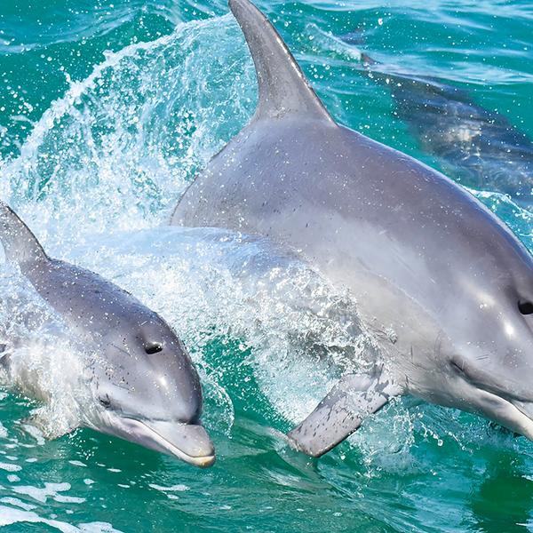 Mandurah Dolphin Cruise & Views Tour with Dolphin Guarantee 1