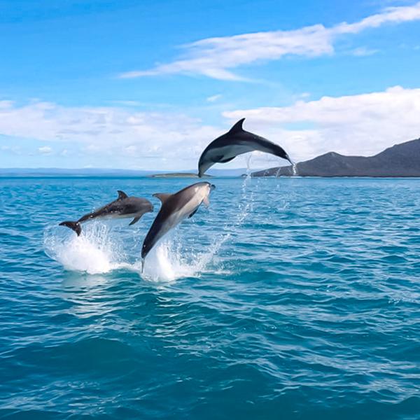 Tasmania: Half-Day Scenic Cruise from Coles Bay to Wineglass Bay with Lunch 7