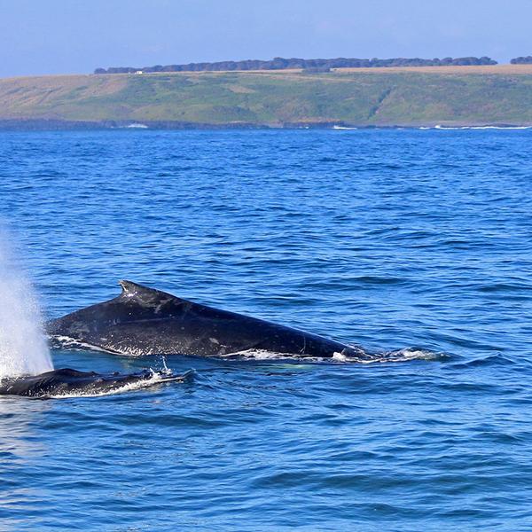 Witness Migrating Whales on a Four-Hour Whale Watching Coastal Cruise at Phillip Island 4