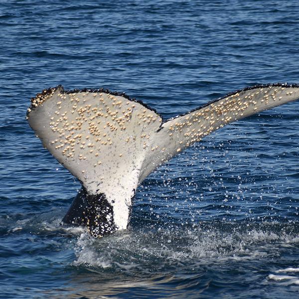 Witness Migrating Whales on a Four-Hour Whale Watching Coastal Cruise at Phillip Island 6