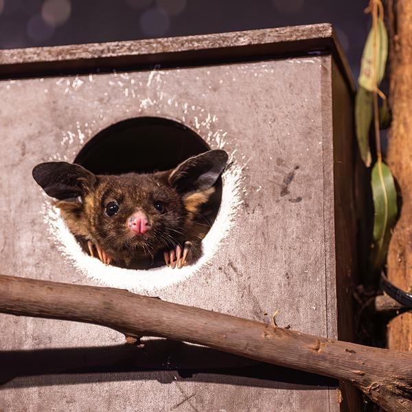 WILD LIFE Sydney Zoo Entry with Digital Photo Pass 4