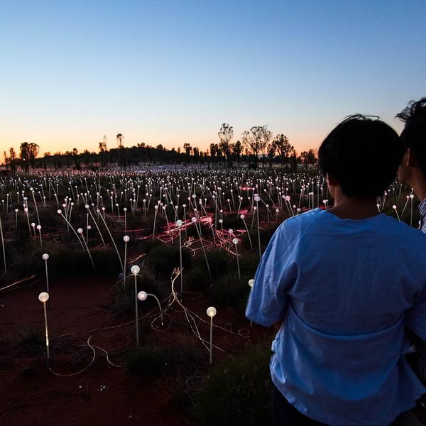 Half-Day Uluru Sunrise & Field of Light Tour with Hot Drink 1