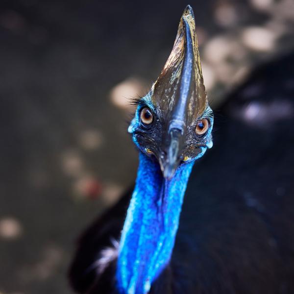 Admission to Award-Winning Australian Wildlife Habitat Sanctuary in Port Douglas 3