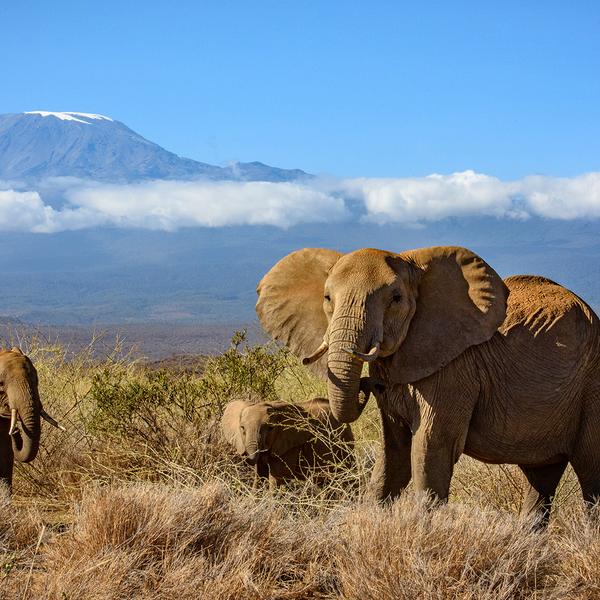 Limited Time Offer: 13-Day Kenya & Tanzania Great Migration Safari with Serengeti National Park + BONUS A$500 Flight Credit by  1