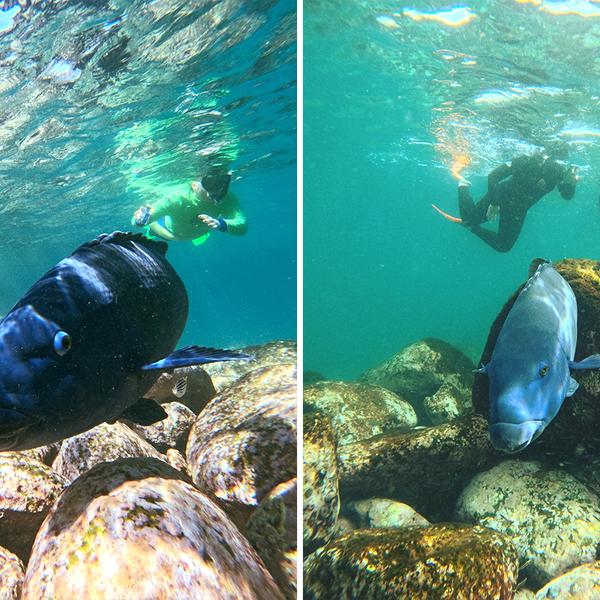 Sydney: 2.5-Hour Manly Snorkel & Headland Walk Eco Tour 4