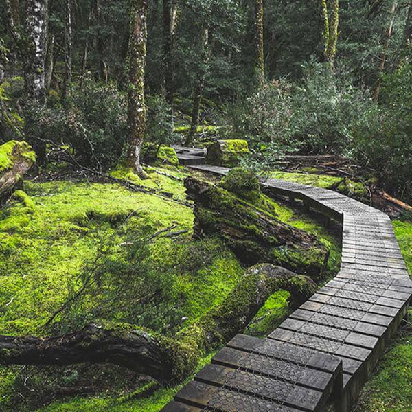 Full-Day Scenic Tour to Cradle Mountain with Dove Lake Visit & King Billy Pine Wildlife Walks 4