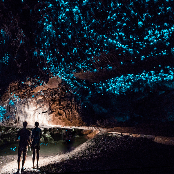 New Zealand 7-Day North Island Highlights with Waitomo Glowworm Caves & Hawke's Bay Wine Tasting by  1