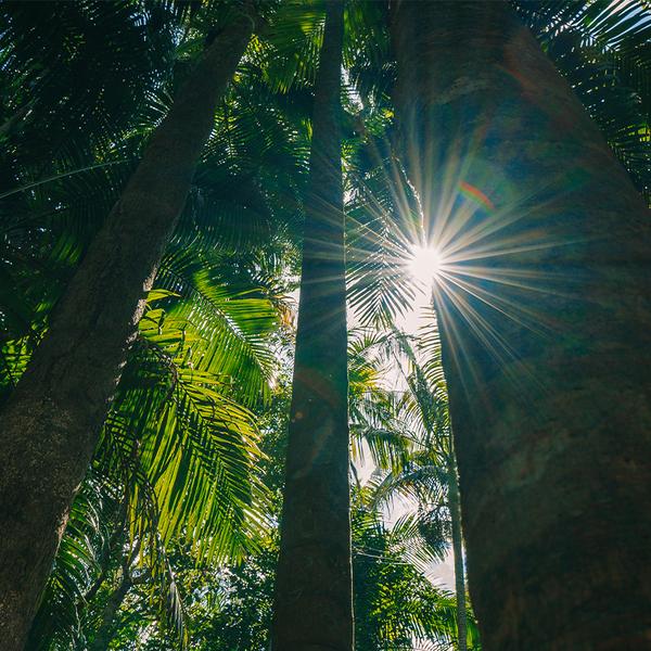Full-Day Tastes of Tamborine Mountain Guided Tour with Lunch, Distillery Tour & Tasting 8
