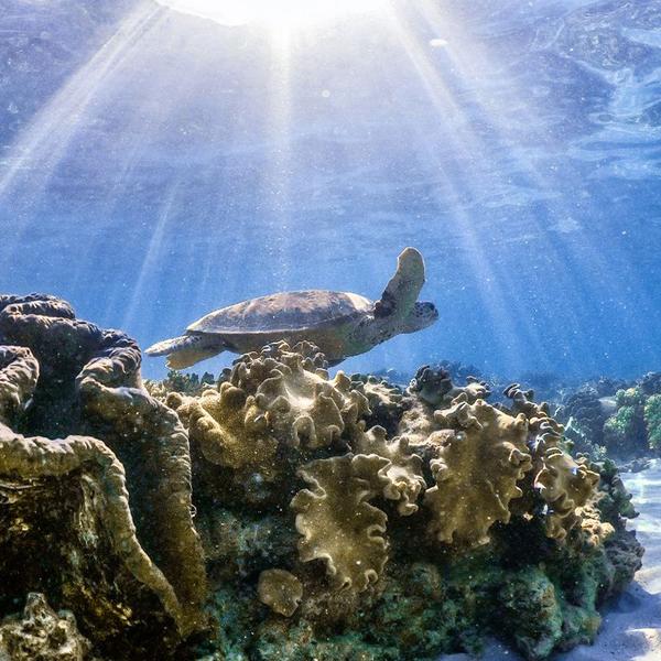 Small Group Mackay Coral Cay Luxury Sailing Eco-Tour with Guided Snorkelling & Buffet Lunch 3