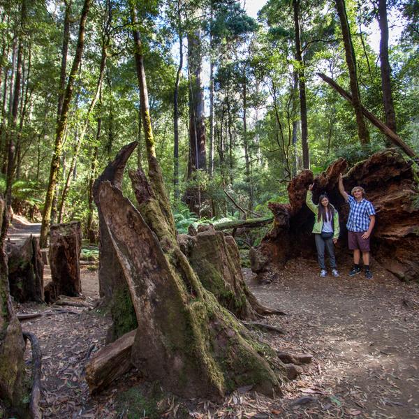 Immerse Yourself in Spectacular Forests on a Full-Day Mount Field National Park Tour with Return Transfers 3