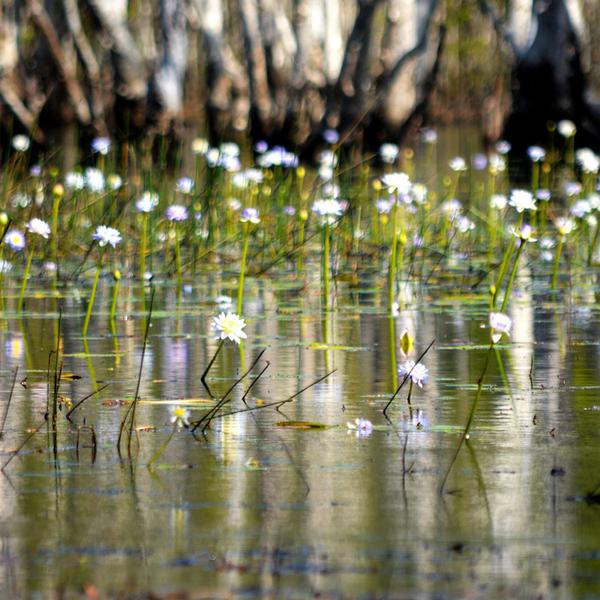 Darwin: Get Wild on an Intimate Litchfield National Park Eco-Tour with Lunch & Roundtrip Transfers 6