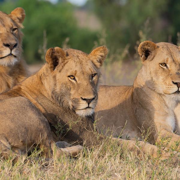 Ultra Lux 7-Day Botswana Private Fly-In Safari with Savute Elephant Lodge, A Belmond Safari by  8