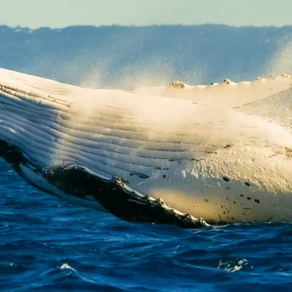 Gold Coast: 2.5-Hour Whale-Watching Cruise on a Luxury Superyacht 6