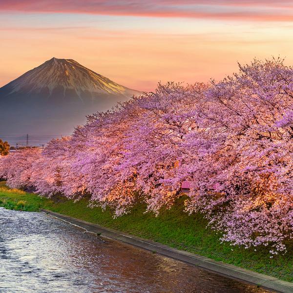 Ultimate Japan 2024 Small-Group Tour with Mount Fuji Stay & Kyoto to Hiroshima Bullet Train by Luxury Escapes Tours 1