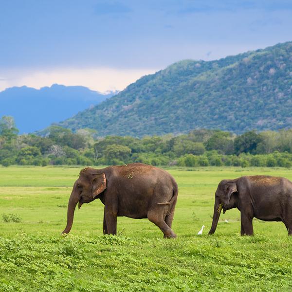 Sri Lanka 2024 Bike Tour with Scenic Train Journey, Galle Fort & Yala National Park Safari by Luxury Escapes Trusted Partner Tours 5