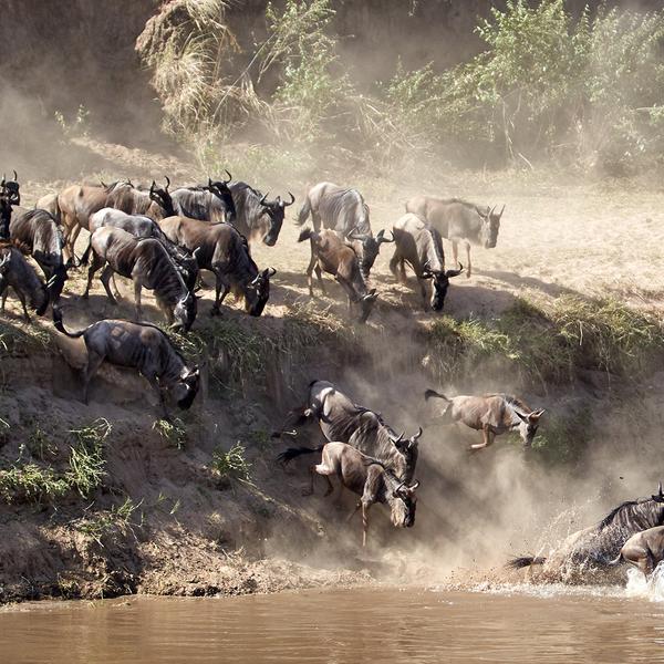 Kenya & Tanzania Great Migration Safari with Maasai Mara, Serengeti & Ngorongoro Game Drives by Luxury Escapes Tours 4