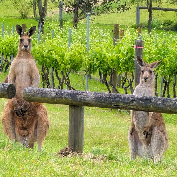 Discover the Hunter Valley on a Full-Day Food & Wine Tour with Lunch, Tastings & Transfers 3