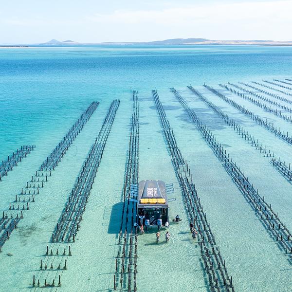 Coffin Bay: Full-Day Oysters, Ocean & Nature Tour with Tastings & Return Transfers  2