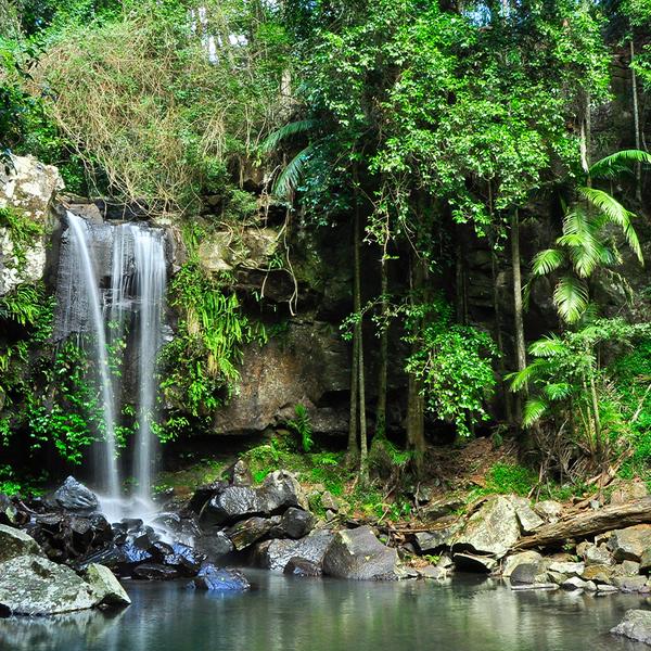 Full-Day Tastes of Tamborine Mountain Guided Tour with Lunch, Distillery Tour & Tasting 1