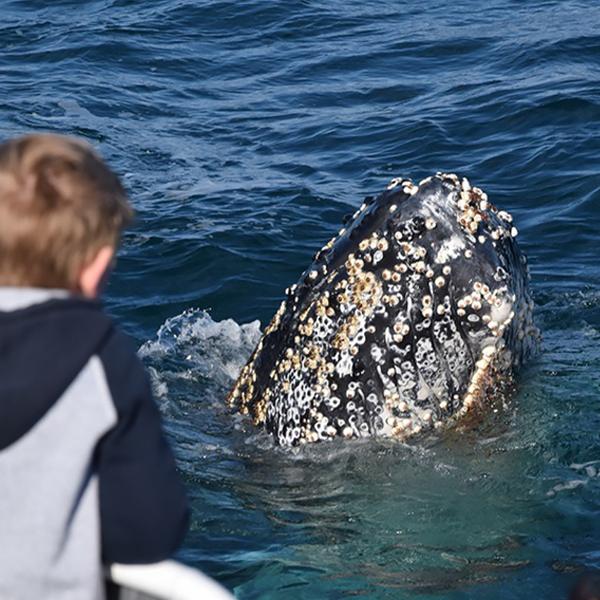 Witness Migrating Whales on a Four-Hour Whale Watching Coastal Cruise at Phillip Island 3
