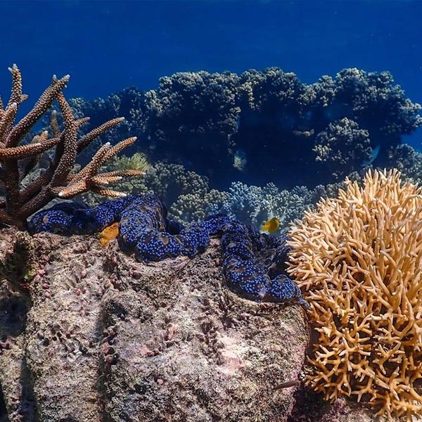 Small Group Mackay Coral Cay Luxury Sailing Eco-Tour with Guided Snorkelling & Buffet Lunch 4