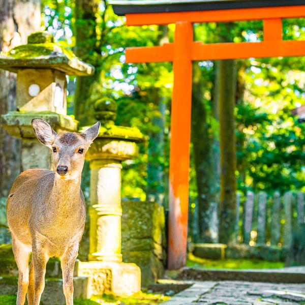 Limited Time Offer: Deluxe 7-Day Japan Highlights 2026 with Tokyo, Kyoto & Osaka (No Solo Traveller Surcharge) by  7