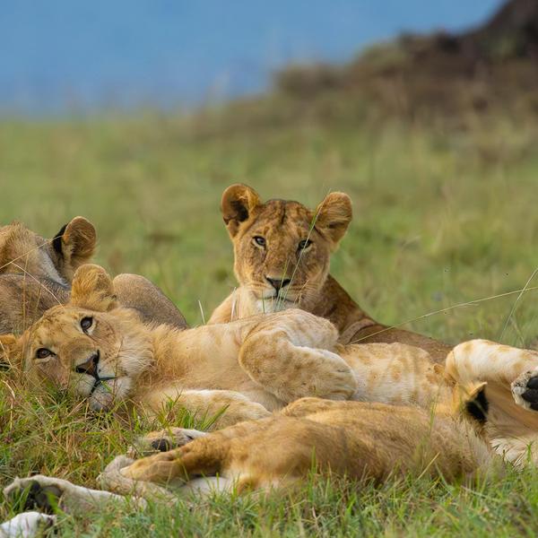 Deluxe 13-Day Kenya & Tanzania Great Migration Safari 2026 with Maasai Mara & Serengeti National Parks by  8