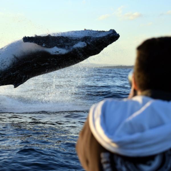 Two-Hour Whale Watching Cruise from Circular Quay 3