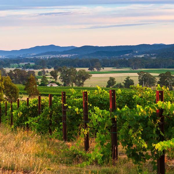 45-Minute Small Group Prosecco Tasting Experience at Pizzini Wines 3