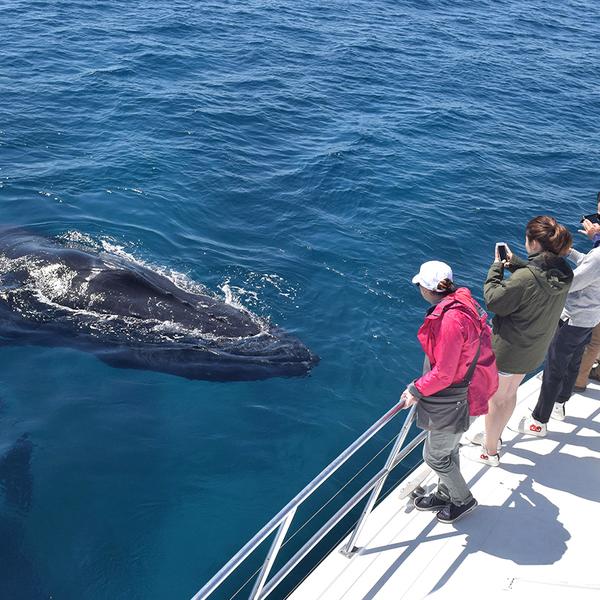 Experience a Magical Encounter on an Two-Hour Whale Watching Experience in Geographe Bay 3
